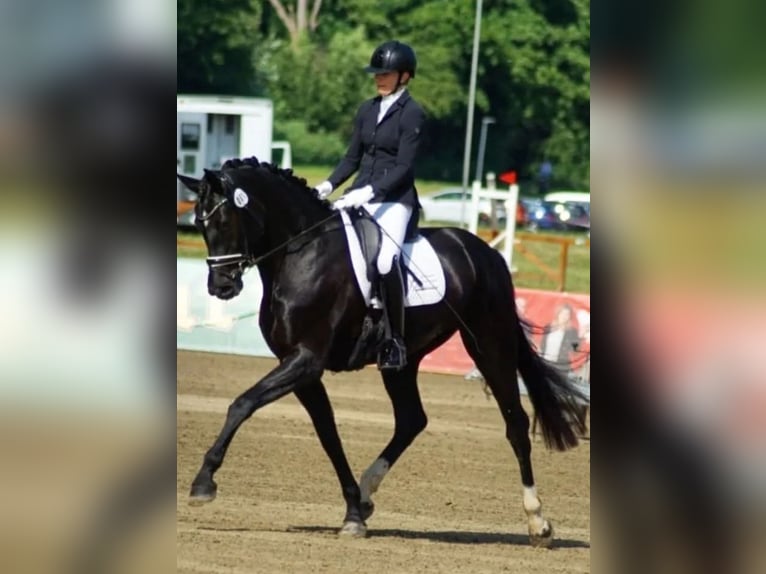 Oldenburg Mare 4 years 17 hh Black in Lauenau