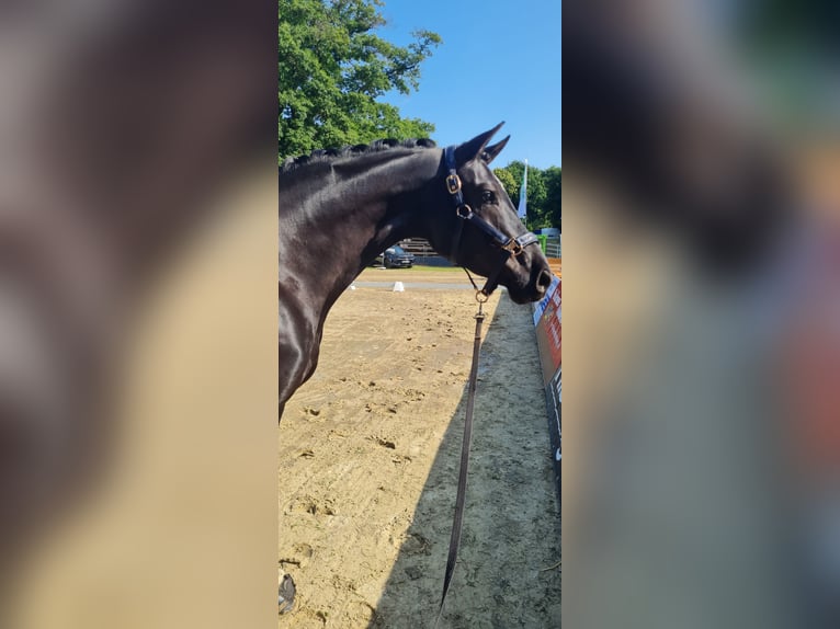Oldenburg Mare 4 years 17 hh Black in Lauenau