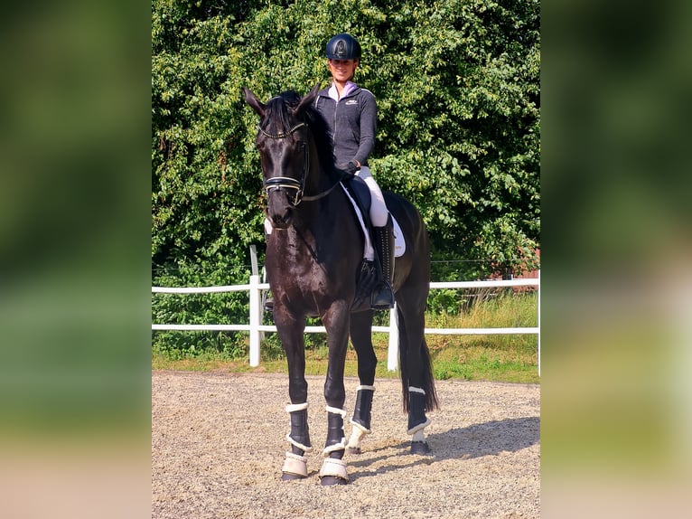 Oldenburg Mare 4 years 17 hh Black in Lauenau