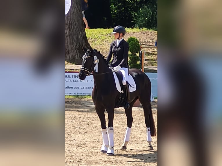 Oldenburg Mare 4 years 17 hh Black in Lauenau