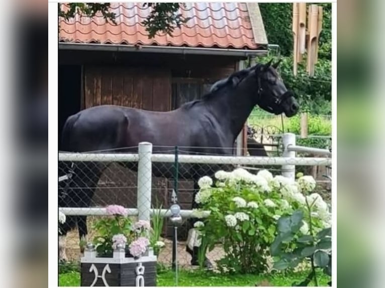 Oldenburg Mare 4 years 17 hh Black in Lauenau