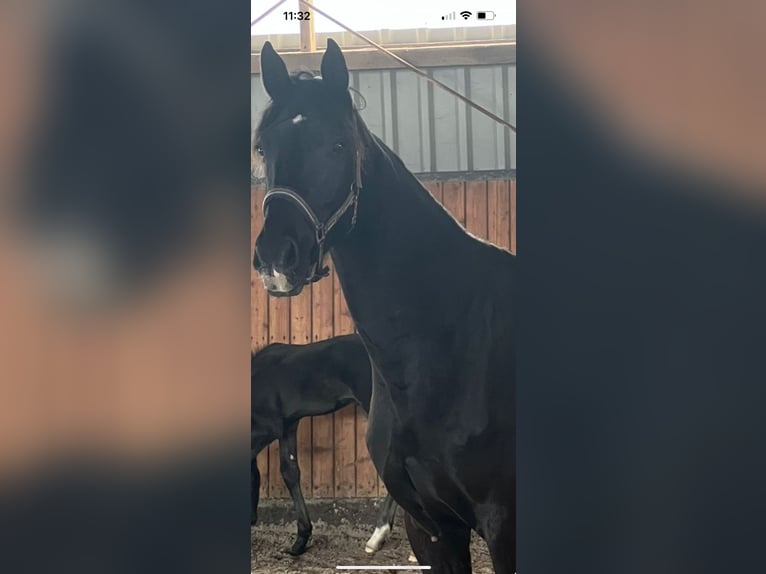 Oldenburg Mare 4 years 17 hh Black in Tespe