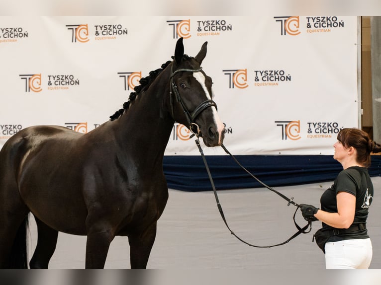 Oldenburg Mare 4 years 17 hh Black in Warszawa