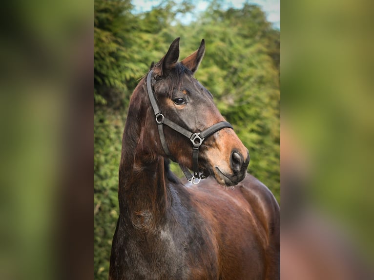 Oldenburg Mare 4 years 17 hh Brown in Hetzerath