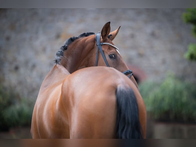 Oldenburg Mare 4 years 17 hh Brown in Bramsche