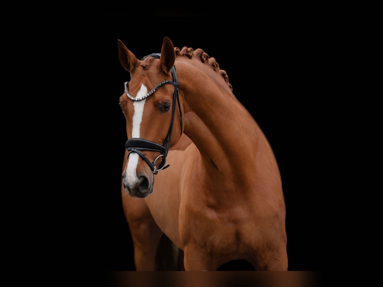 Oldenburg Mare 4 years 17 hh Chestnut-Red in Wehringen