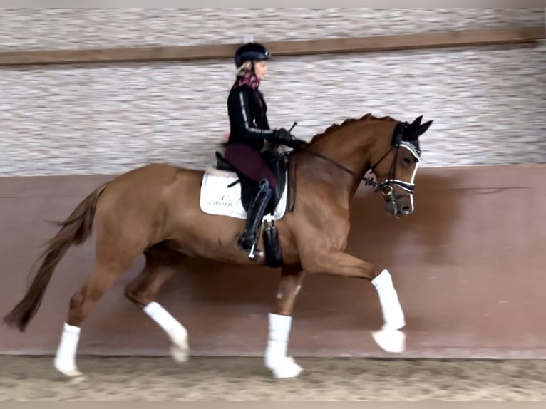 Oldenburg Mare 4 years 17 hh Chestnut-Red in Wehringen