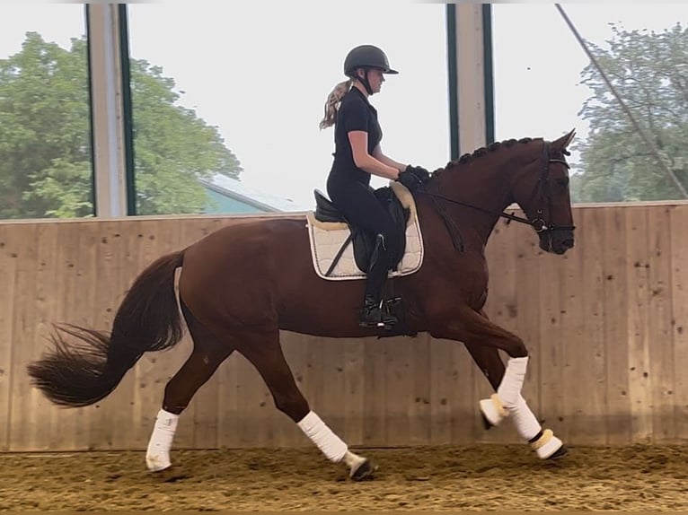 Oldenburg Mare 4 years 17 hh Chestnut-Red in Warendorf