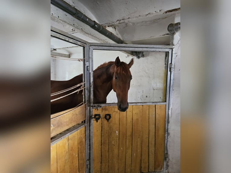 Oldenburg Mare 4 years 17 hh Chestnut-Red in Ingolstadt