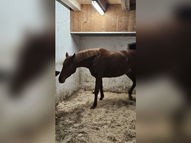 Oldenburg Mare 4 years 17 hh Chestnut-Red in Ingolstadt