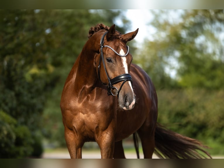 Oldenburg Mare 4 years 17 hh Chestnut-Red in Lippetal