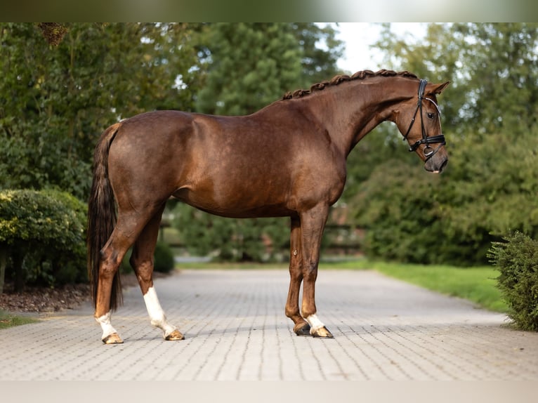 Oldenburg Mare 4 years 17 hh Chestnut-Red in Lippetal