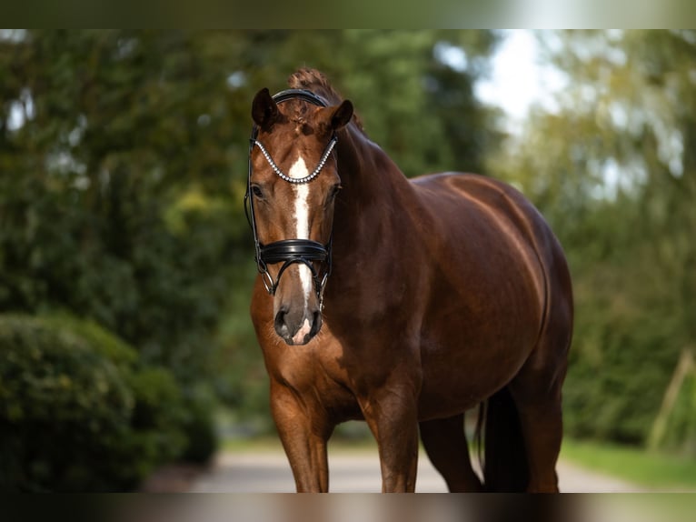 Oldenburg Mare 4 years 17 hh Chestnut-Red in Lippetal