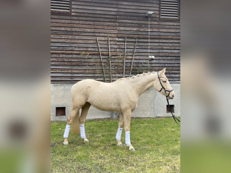 Oldenburg Mare 4 years 17 hh Palomino in GeisenhausenLandshut