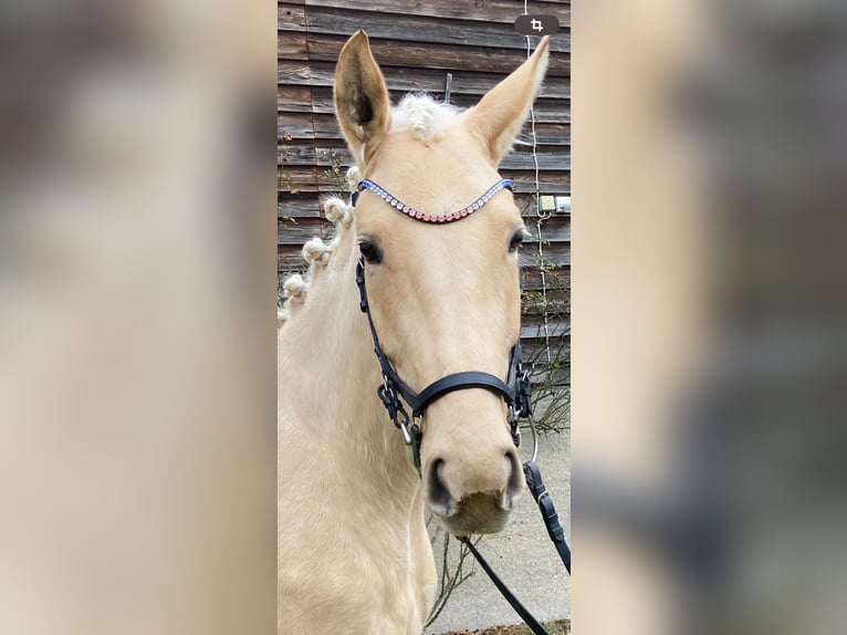 Oldenburg Mare 4 years 17 hh Palomino in GeisenhausenLandshut