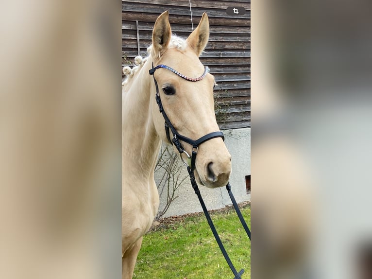 Oldenburg Mare 4 years 17 hh Palomino in GeisenhausenLandshut