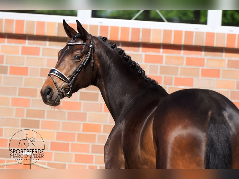 Oldenburg Mare 4 years 17 hh Smoky-Black in Bad Zwischenahn