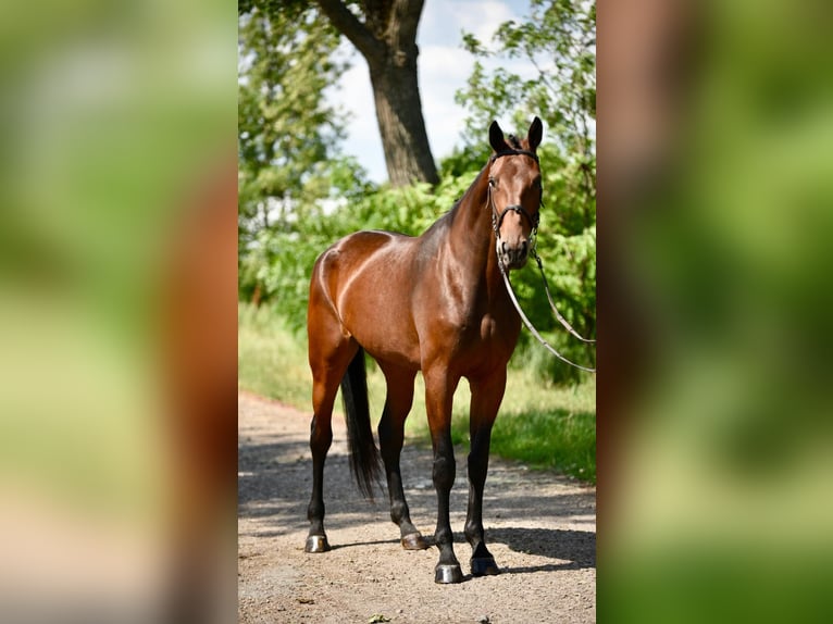 Oldenburg Mare 4 years 18 hh in Gyula