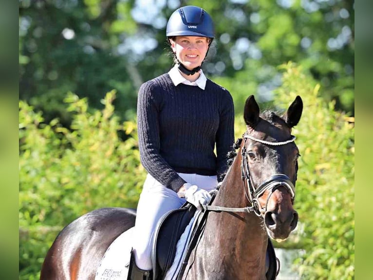 Oldenburg Mare 4 years Bay-Dark in Vechta