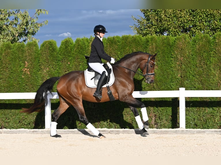 Oldenburg Mare 4 years Brown in Gomadingen