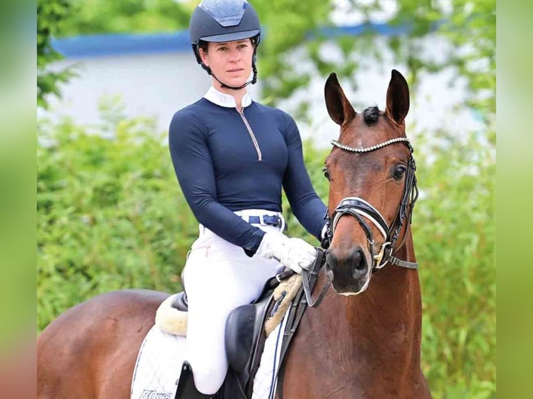 Oldenburg Mare 4 years Brown in Vechta