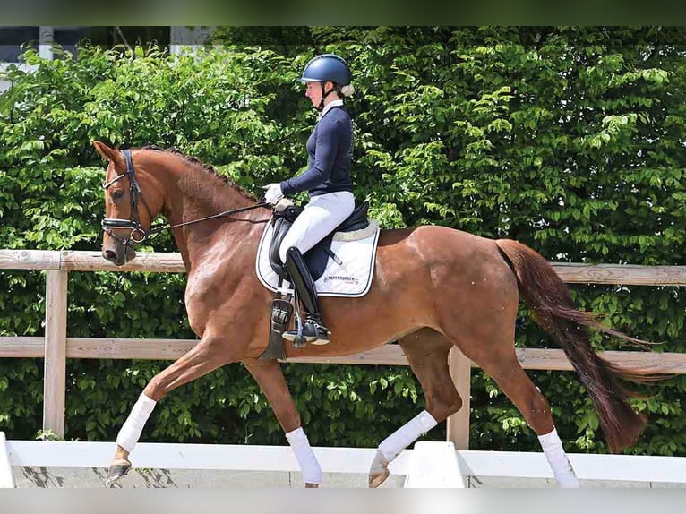 Oldenburg Mare 4 years Chestnut in vechta