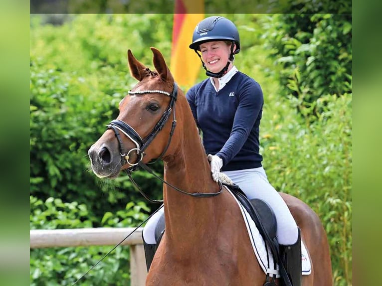 Oldenburg Mare 4 years Chestnut in vechta