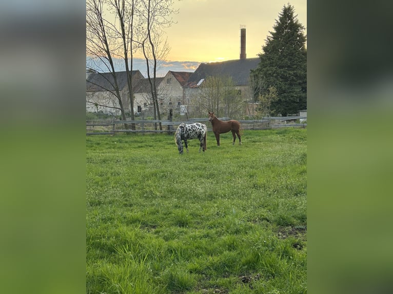 Oldenburg Mare 4 years Chestnut-Red in K&#xFC;hren-Burkartshain