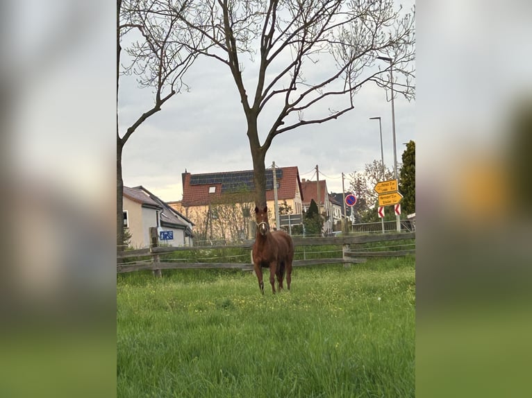 Oldenburg Mare 4 years Chestnut-Red in K&#xFC;hren-Burkartshain