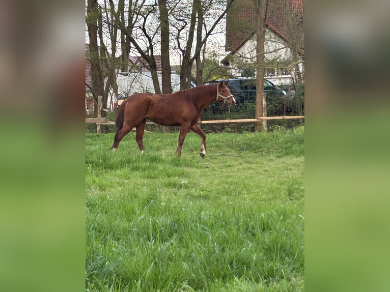 Oldenburg Mare 4 years Chestnut-Red in K&#xFC;hren-Burkartshain