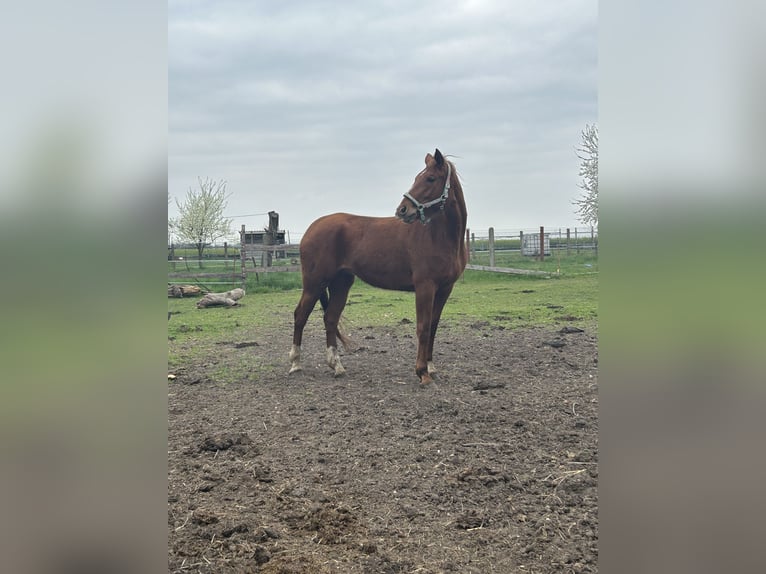 Oldenburg Mare 4 years Chestnut-Red in K&#xFC;hren-Burkartshain