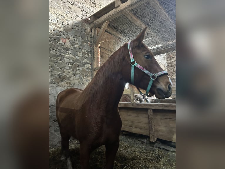 Oldenburg Mare 4 years Chestnut-Red in K&#xFC;hren-Burkartshain