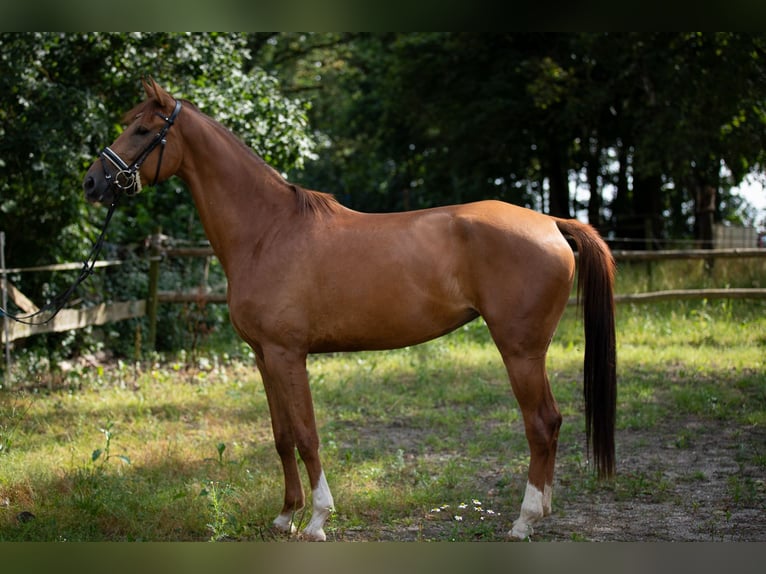 Oldenburg Mare 4 years Chestnut-Red in Bodenwöhr