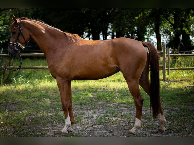 Oldenburg Mare 4 years Chestnut-Red in Bodenwöhr