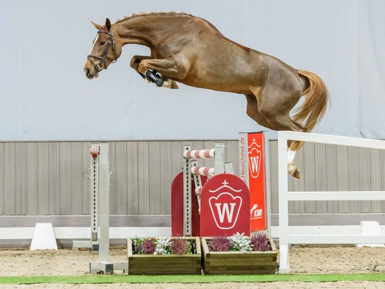 Oldenburg Mare 4 years Chestnut-Red in Münster-Handorf