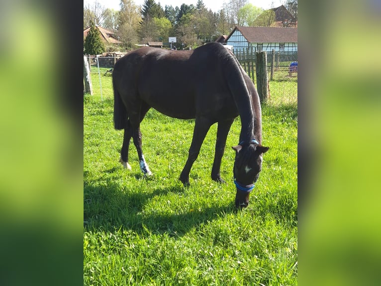 Oldenburg Mare 5 years 15,2 hh Black in Georgenthal OT Gospiteroda