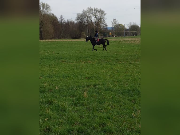 Oldenburg Mare 5 years 15,2 hh Black in Georgenthal OT Gospiteroda