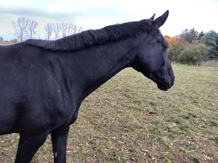 Oldenburg Mare 5 years 15,2 hh Black in Georgenthal OT Gospiteroda