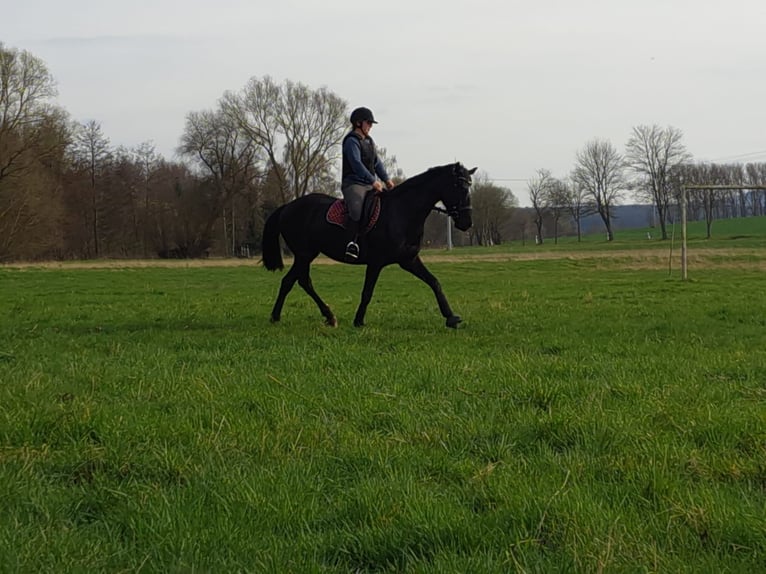 Oldenburg Mare 5 years 15,2 hh Black in Georgenthal OT Gospiteroda