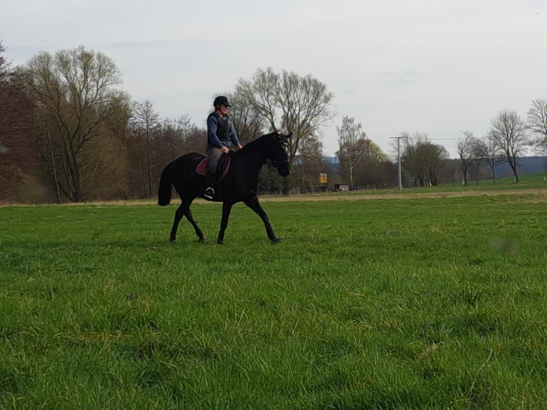 Oldenburg Mare 5 years 15,2 hh Black in Georgenthal OT Gospiteroda