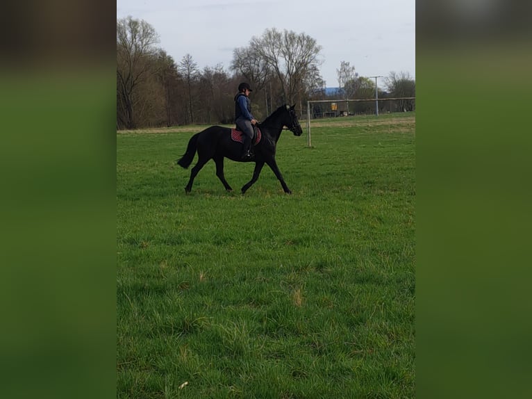 Oldenburg Mare 5 years 15,2 hh Black in Georgenthal OT Gospiteroda