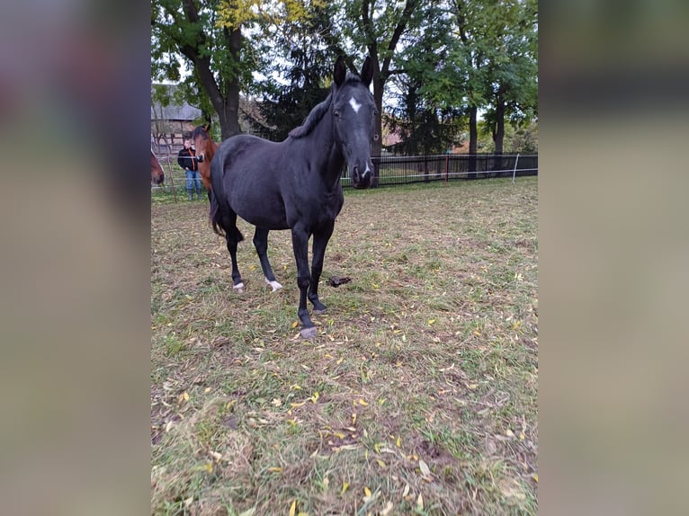 Oldenburg Mare 5 years 15,2 hh Black in Georgenthal OT Gospiteroda