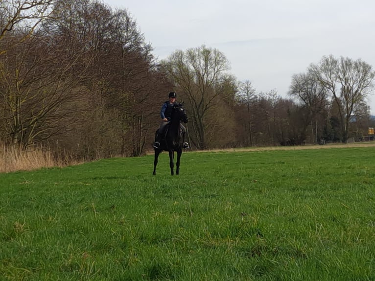 Oldenburg Mare 5 years 15,2 hh Black in Georgenthal OT Gospiteroda