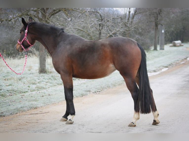 Oldenburg Mare 5 years 15.2 hh Brown in Kümmersbruck