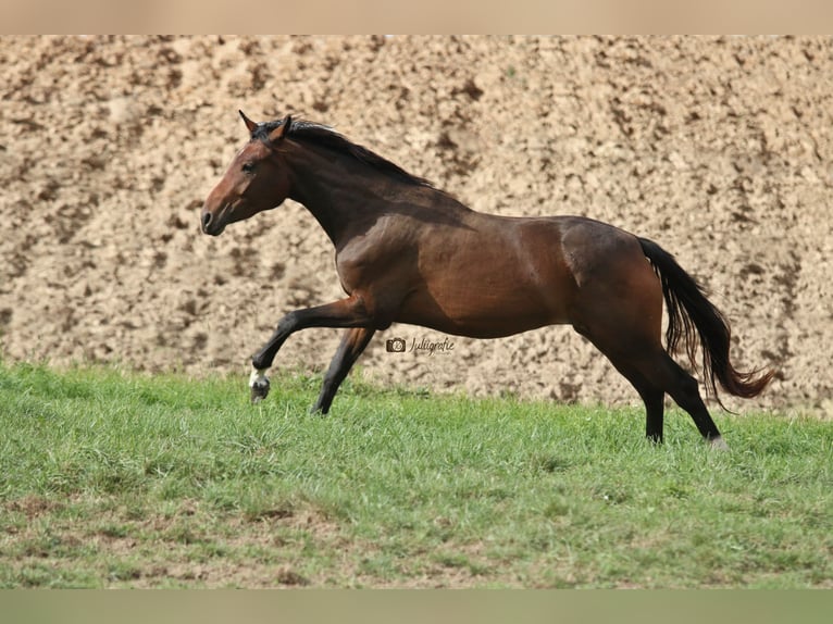 Oldenburg Mare 5 years 15.2 hh Brown in Kümmersbruck
