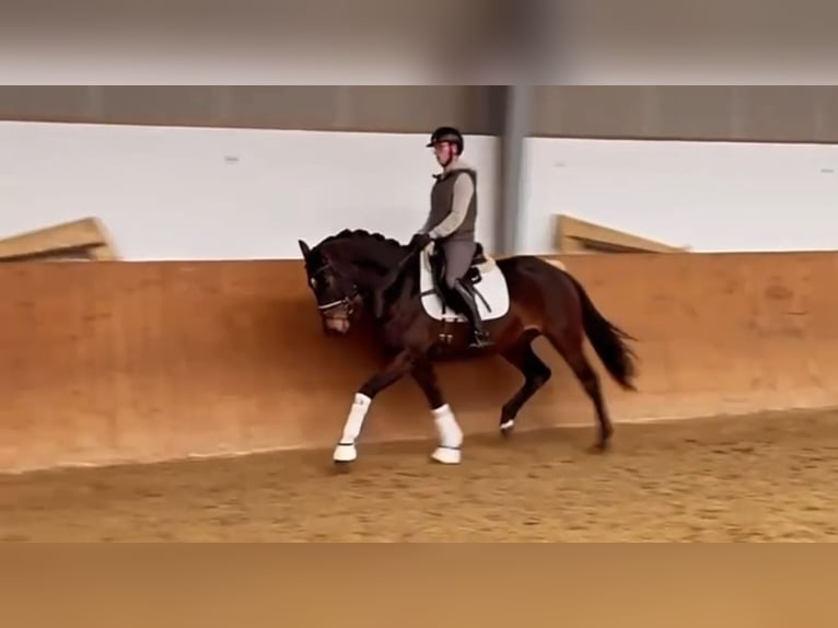 Oldenburg Mare 5 years 15,3 hh Bay-Dark in Stadthagen