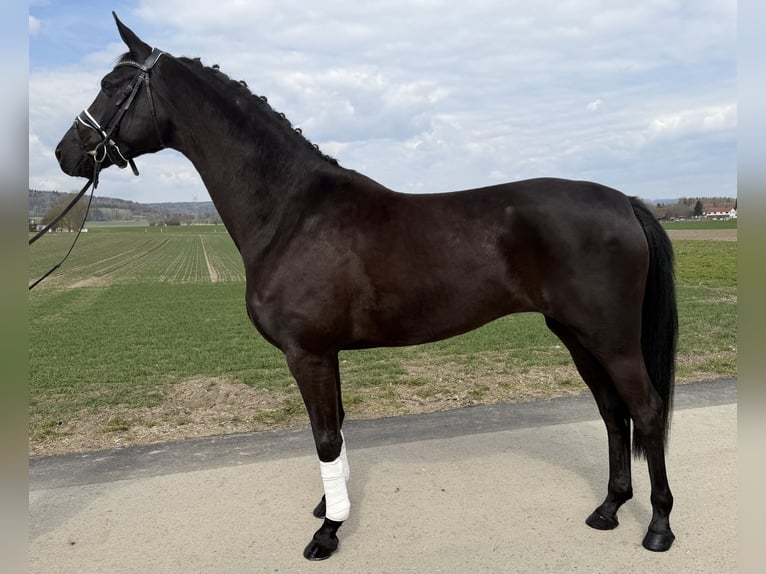 Oldenburg Mare 5 years 15.3 hh Black in Riedlingen
