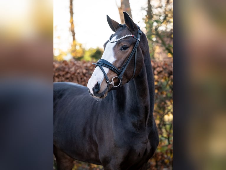 Oldenburg Mare 5 years 15.3 hh Brown in Essen (Oldenburg)