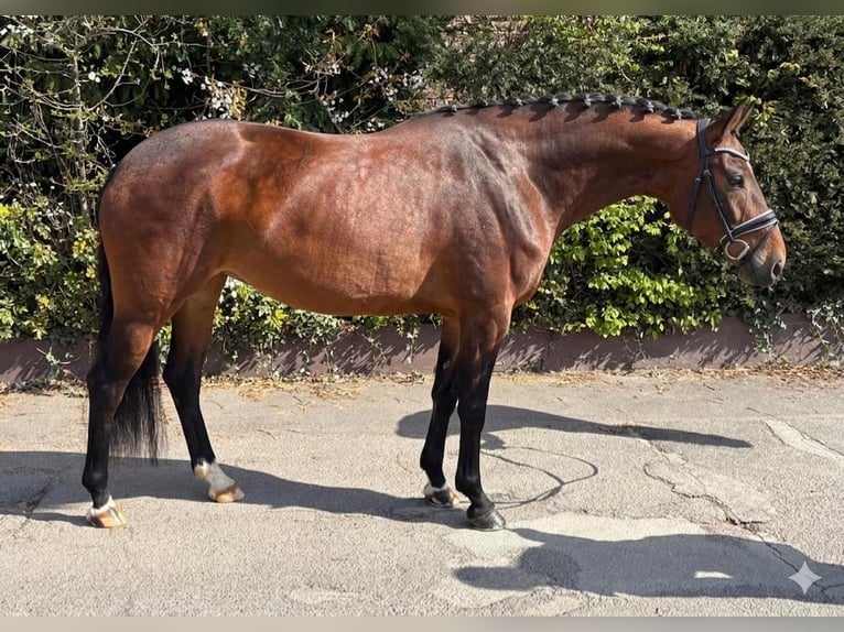 Oldenburg Mare 5 years 15.3 hh Brown in Niederkassel
