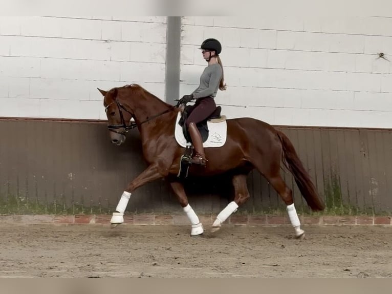 Oldenburg Mare 5 years 15.3 hh Chestnut in Lohne (Oldenburg)